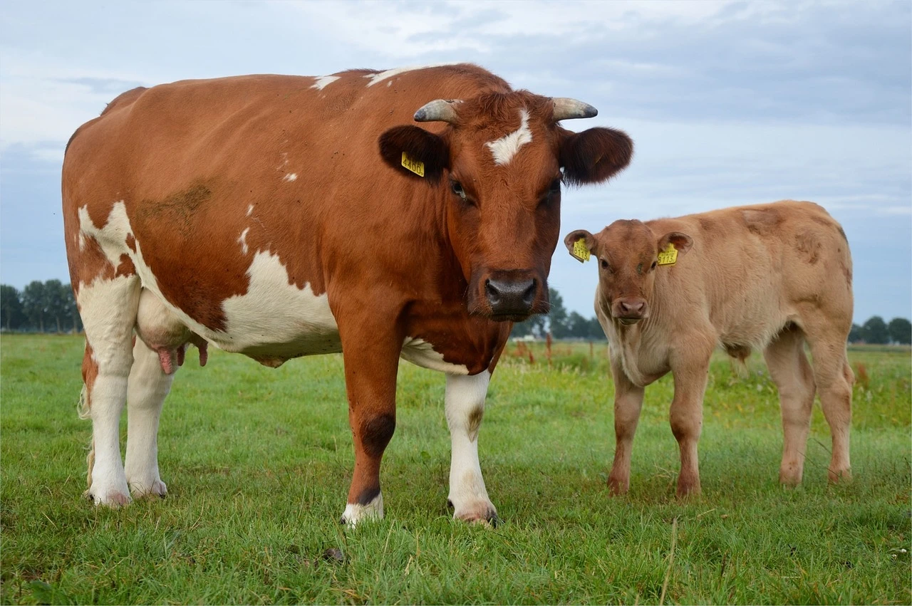 cow-2181661280 cow-2181661280